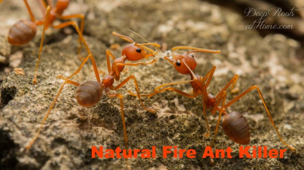 fire ant killer