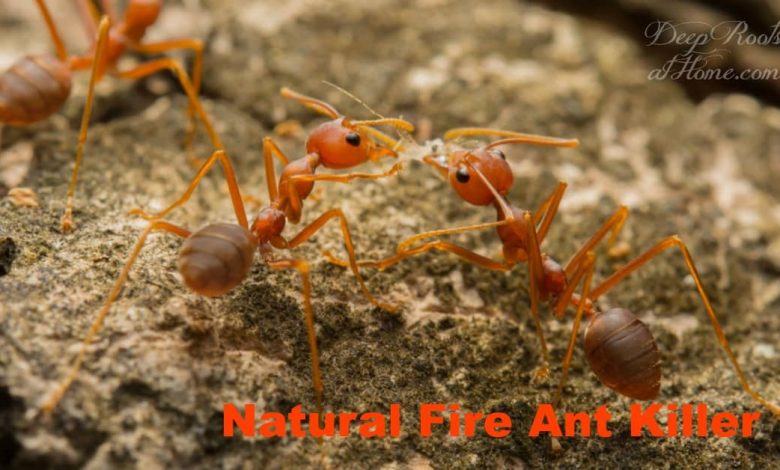 fire ant killer