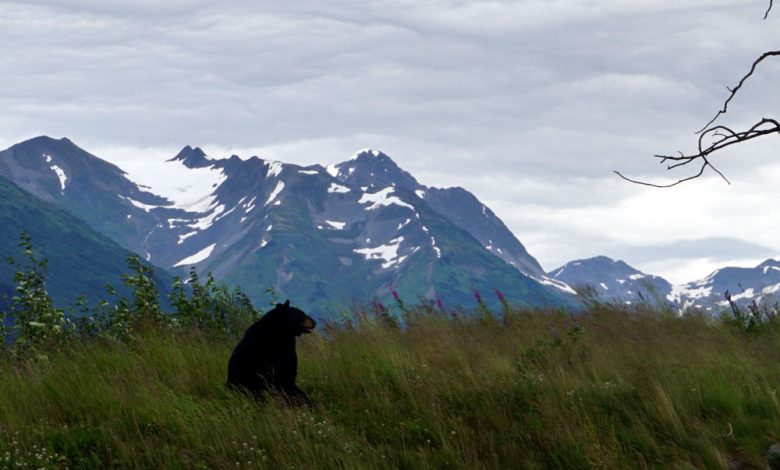 Alaska and day trips from Anchorage