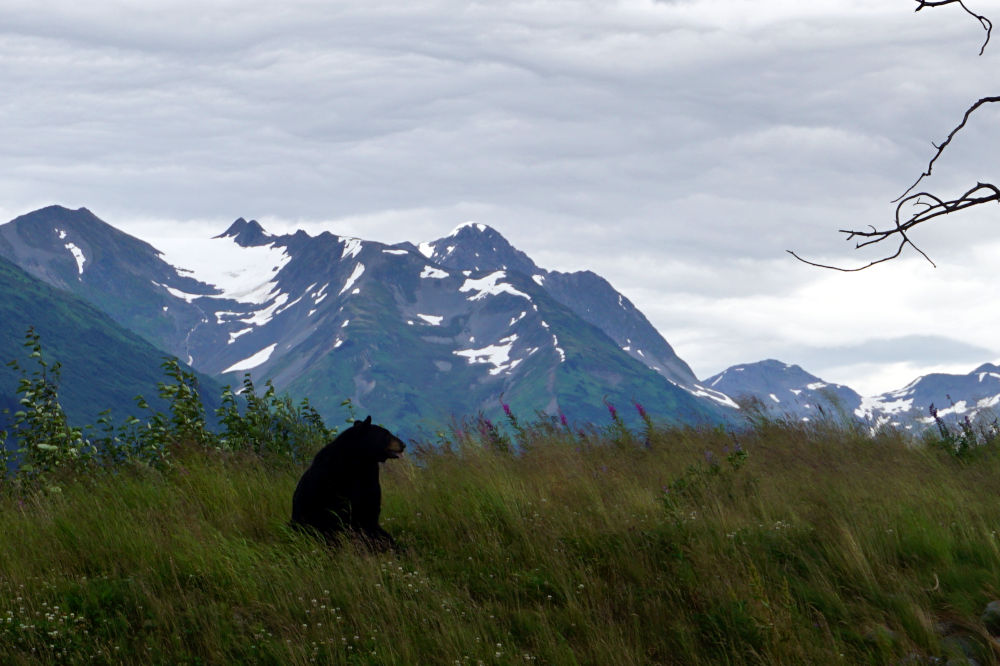 Alaska and day trips from Anchorage