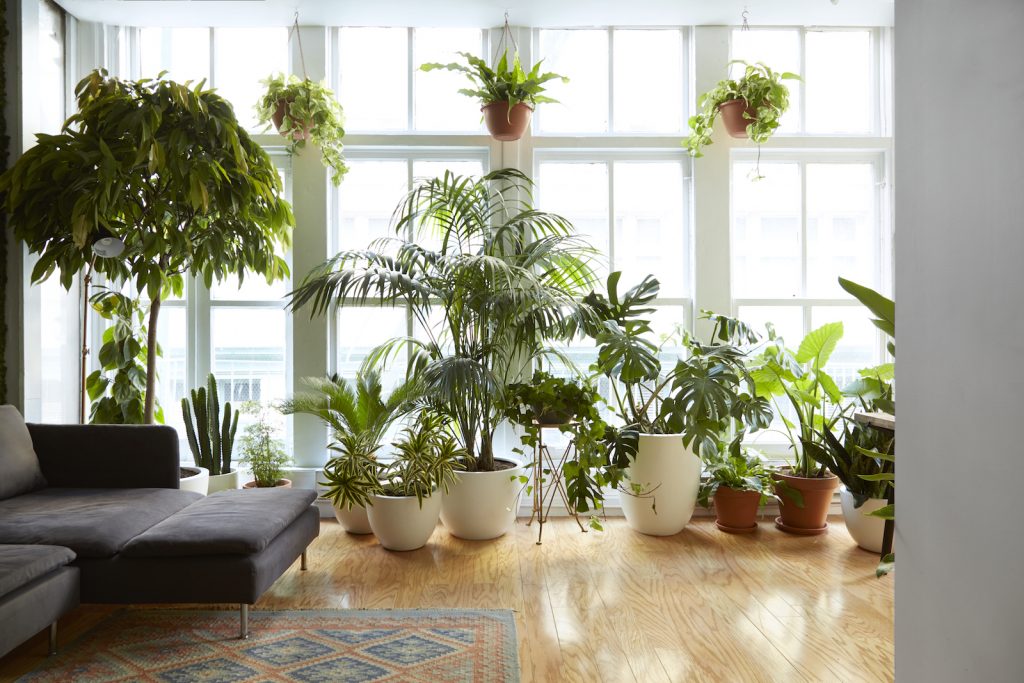 air purifying plants