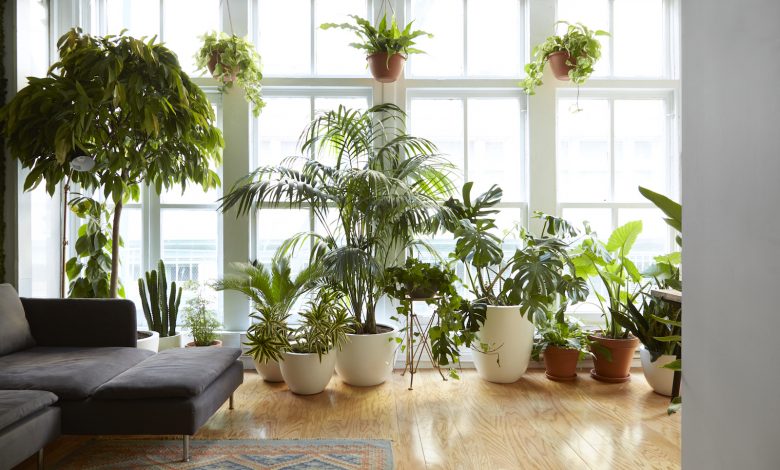 air purifying plants