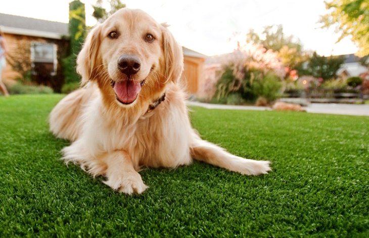 artificial grass for dogs