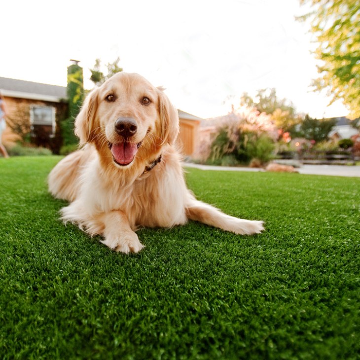 artificial grass for dogs