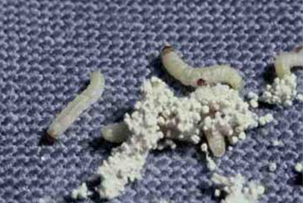 Steps to fight clothes from moth larvae