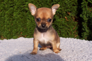 Chihuahua