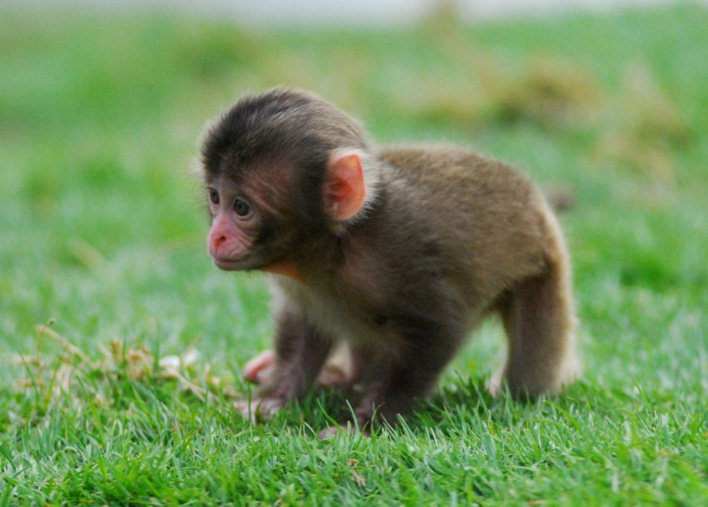 The Story of This Orphaned Baby Monkey is Straight Out of a Disney Movie