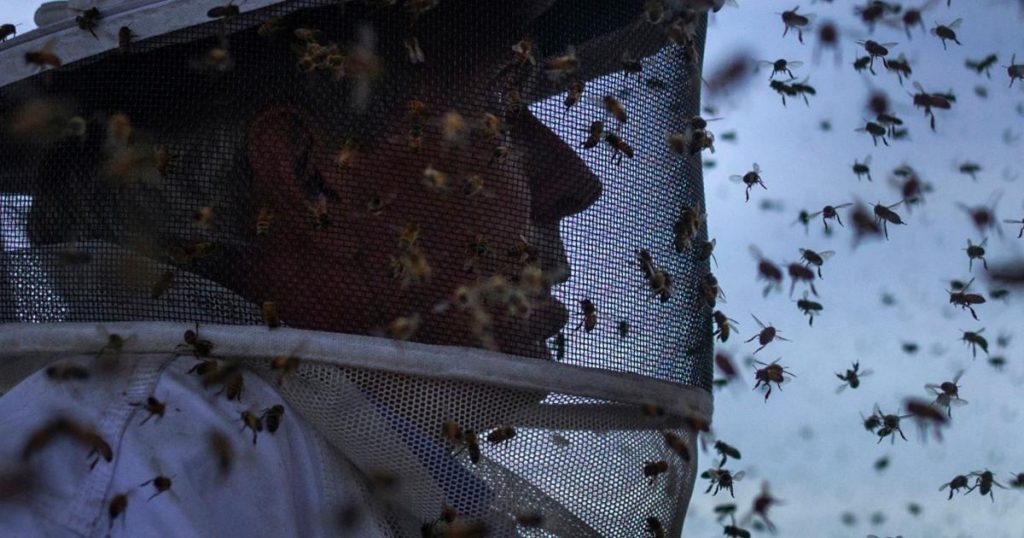 beekeeping veils