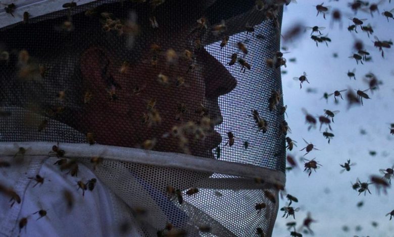 beekeeping veils