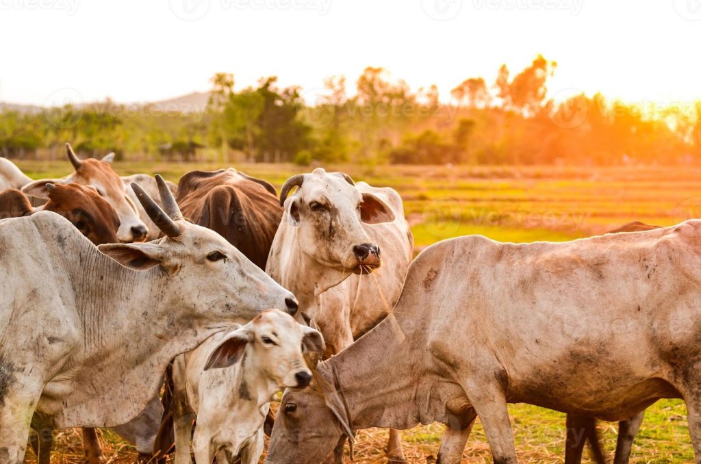 Livestock farming