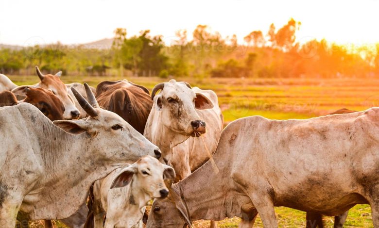 Livestock farming