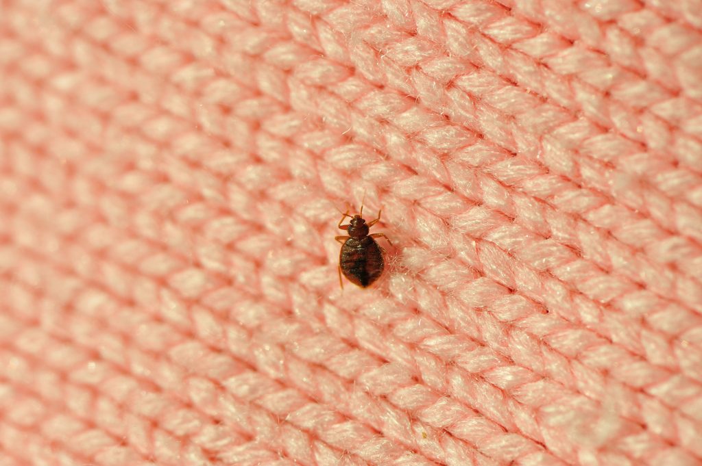 Do-not-Ignore-Bed-Bug