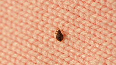 Photo of 5 Reasons not To Ignore Bed Bug Infestation