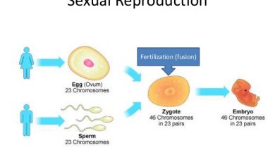 Photo of What Is Sexual Reproduction?