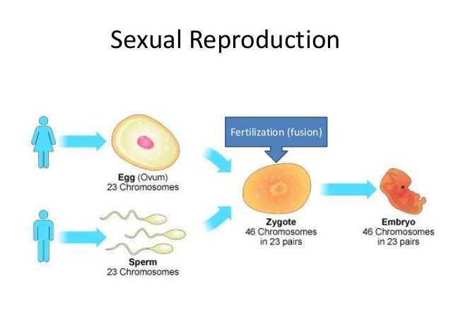 sexual reproduction