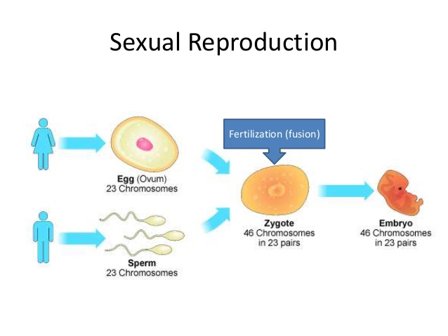 sexual reproduction