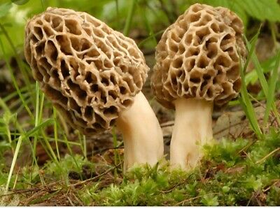 morel mushroom kit