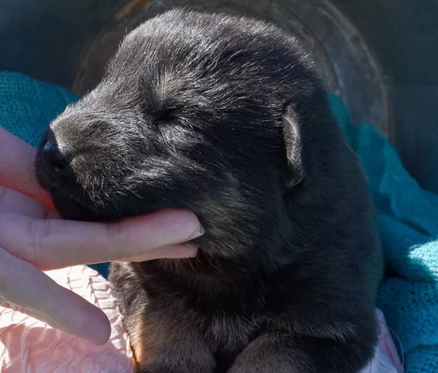 German Shepherd Puppy