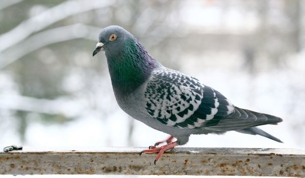 Information About Pigeon