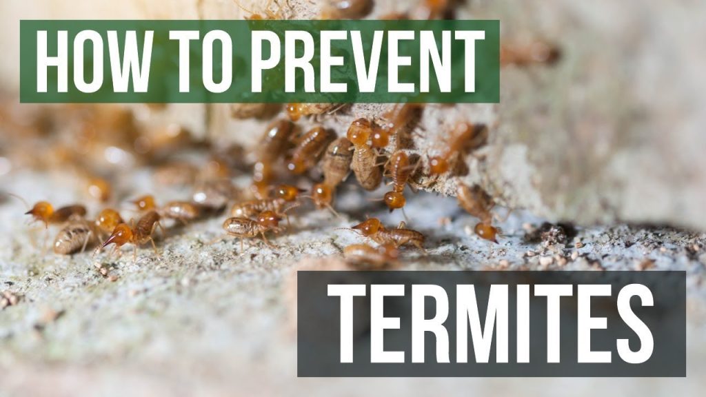 termite