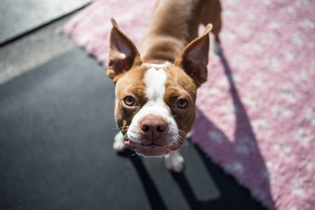 boston terrier puppies