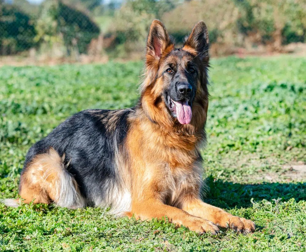 long haired German shepherd puppies for sale