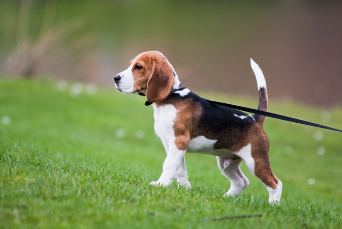 beagle mixes