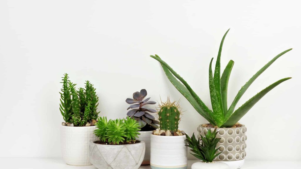 Benefits of Houseplants