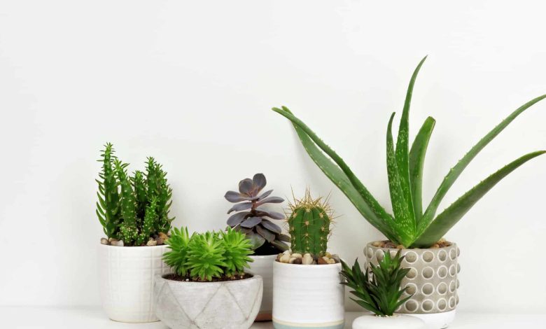 Benefits of Houseplants