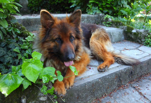 German Shepherd Mix Puppies