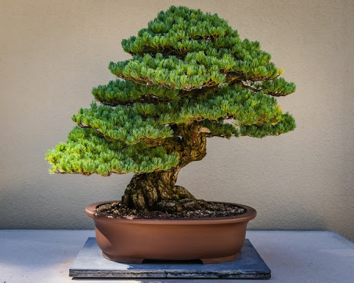 bonsai