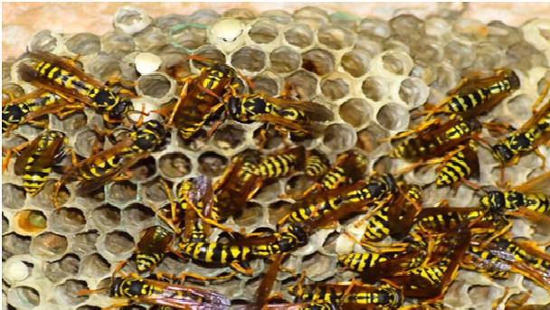 Wasp Control Melbourne