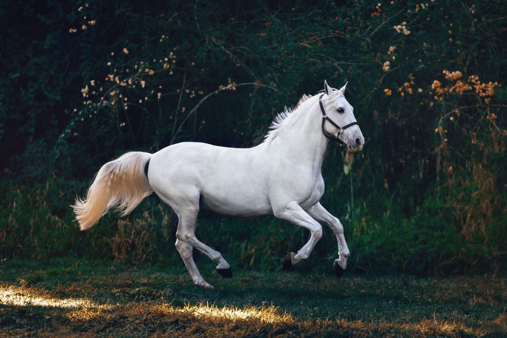 horse saddles for sale