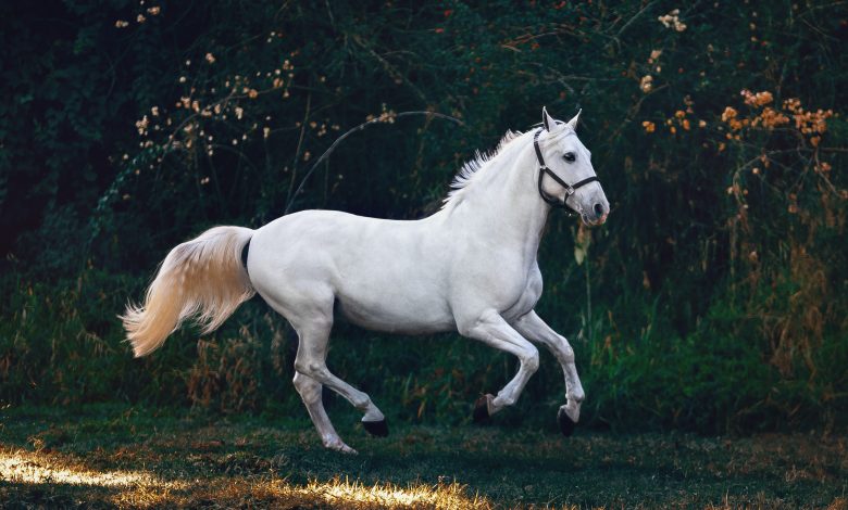 horse saddles for sale