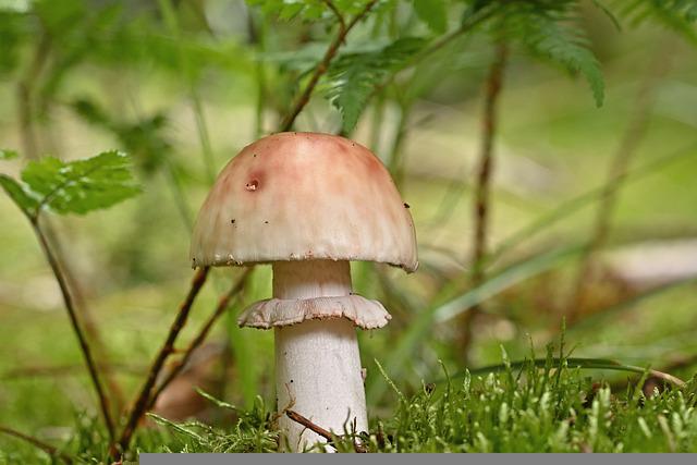 Magic mushroom in woods