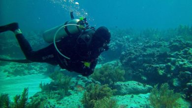 Photo of Discovering the Beauty of the Red Sea: Scuba Diving in Hurghada