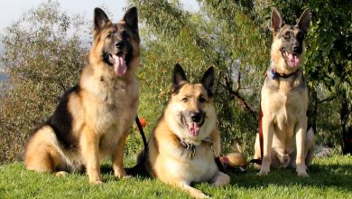 Photo of The Financial Commitment of Owning a German Shepherd: What You Need to Know