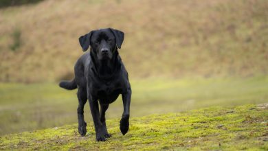 Photo of How to Choose the Best Black Labrador Retriever Breeders in Alabama