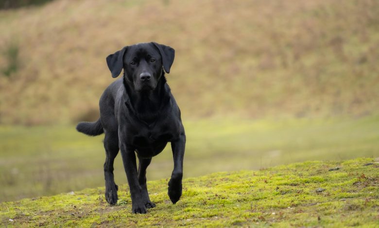 Black Labrador