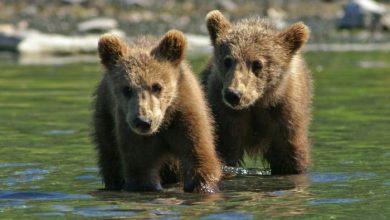 Photo of Top Tips for Getting the Most Out of Your Alaska Bear Tour at Anan Observatory