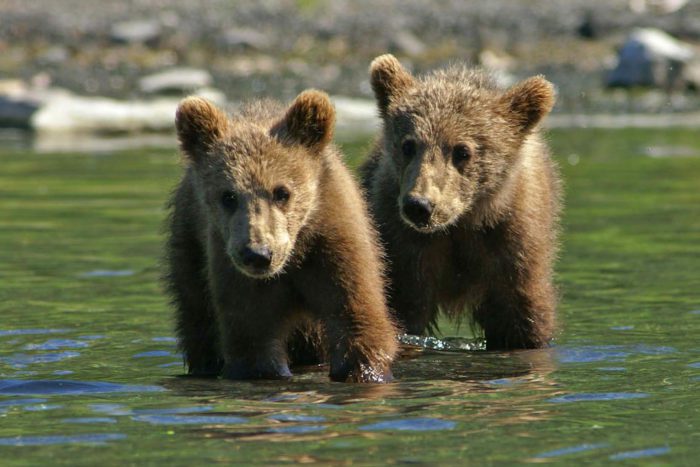 Alaska Bear Tour